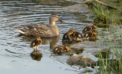 3016 Forrest Meadow Ln, Monroe, IA 52411 - photo 6