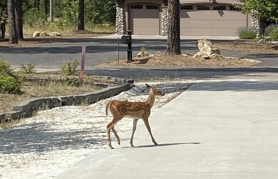 261 Palmer Ln, Chewelah, WA 99109 - photo 4