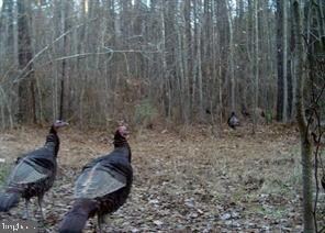 0 Leedstown Rd unit VAWE2006976, Colonial Beach, VA 22443 - photo 4