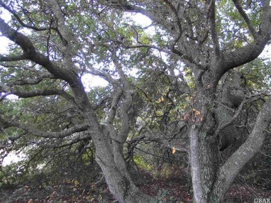 Nice Live Oak
