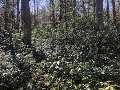 Abundance of wild Laurel is lovely in the summer