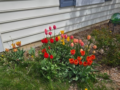 Tulips