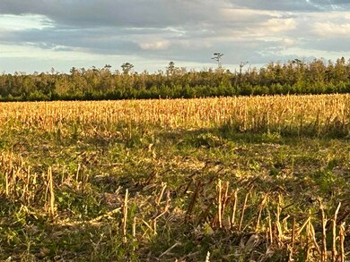 0 Fc Cox Rd, Hemingway, SC 29554 - photo 2