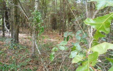 LOT 3 Open Ct, Lake City, FL 32055 - photo 3