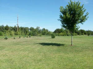 Back Yard (3)