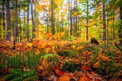 5 Imp Trail, Gorham, NH 03581 - photo 5