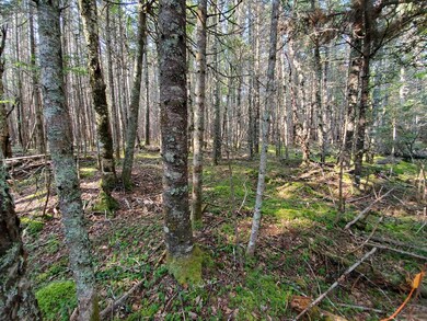wooded & fairly level