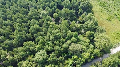 Aerial view of a forest