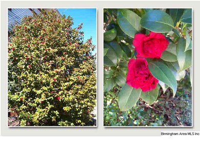 Had to share this BEAUTIFUL camellia just at the b