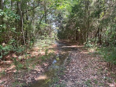 View of tree filled area