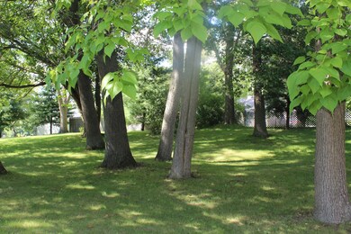 back yard trees