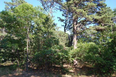 Mature Trees