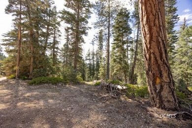 Tall Ponderosa Pine Trees
