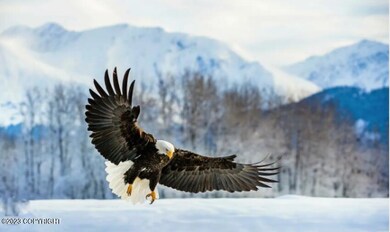 Chilkat Eagle