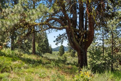 Pine Tree WIth Character