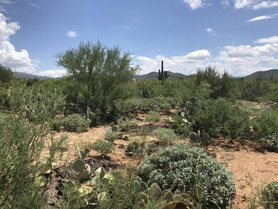 Lush vegetation