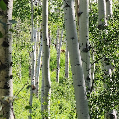 TBD Z South Rd unit (240 Acres), Whitewater, CO 81527 - photo 4