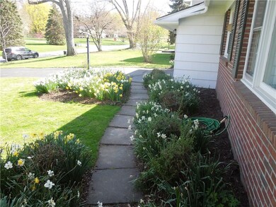 Daffodils galore!