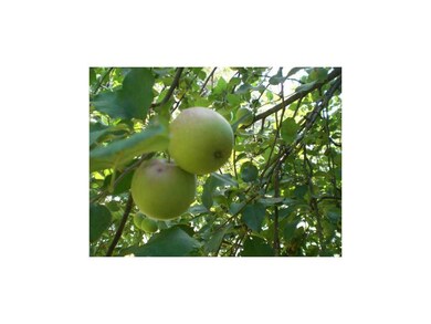 Yard. A large apple tree stands in the back yard l