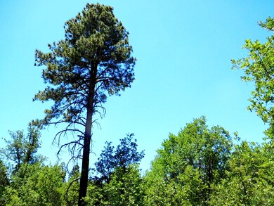 6283 Juniper Ridge Rd, Show Low, AZ 85901 - photo 5