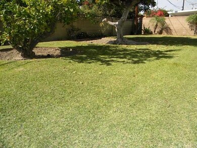 A game of Bocci anyone? Plenty of room for the kids or your family Pet or both. Nice Lemon tree to the left and of course that MASSIVE HAAS Avocado tree!