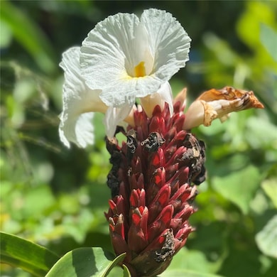 PR-446 Km 7 5, Isabela, PR 00662 - photo 3