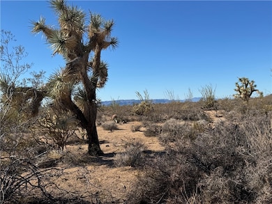 View of local wilderness