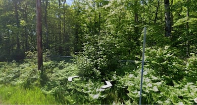 View of wooded area