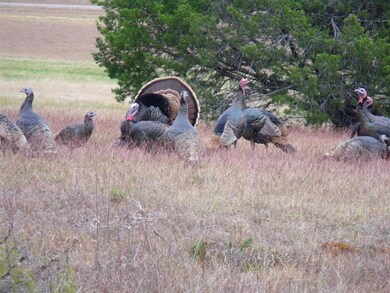 43138 Lantana Dr, Whitney, TX 76692 - photo 6