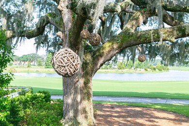 Grand Oak with Grapevine Evening Lights