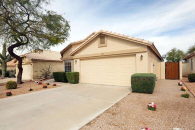 Smoke tree 3