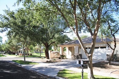 Tree-lined Streets
