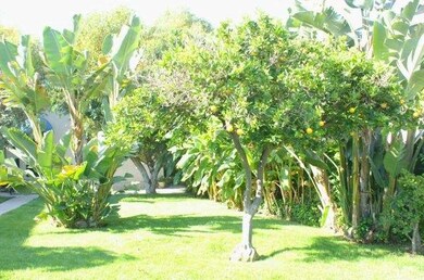 GRASSY LAWN WITH ORANGE TREE, BANANA TREES, BIRDS 