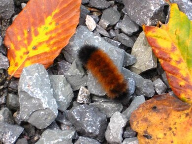 Wooly Caterpillar