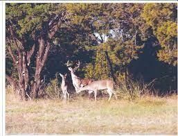 1119 Millcreek Tr, Whitney, TX 76692 - photo 5