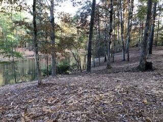 View of local wilderness