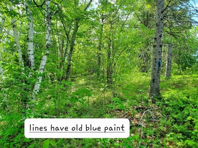 west lines blazed/blue paint