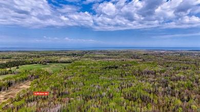 Bird's eye view of a forest