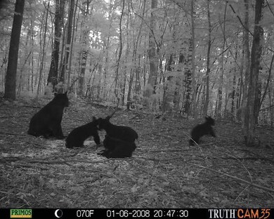 bears