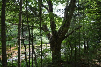 100 U S 302, Twin Mountain, NH 03595 - photo 2