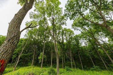 0 Leykom Rd, Waumandee, WI 54622 - photo 6