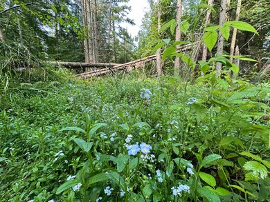001 Elmore Pond Rd, Wolcott, VT 05680 - photo 4