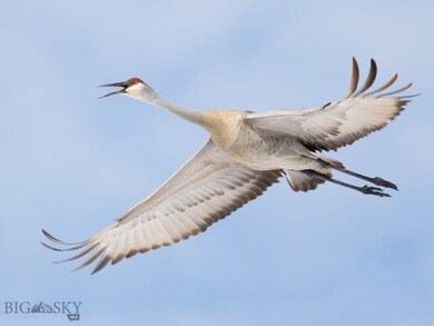 4468 Wes Davis Rd, Belgrade, MT 59714 - photo 6
