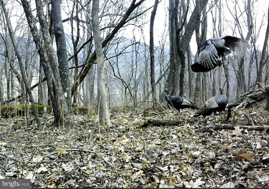 0 Off Cold Springs Rd unit VASH118084, Edinburg, VA 22824 - photo 5