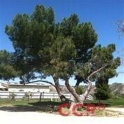 Large Pine in driveway creates lots of shade.