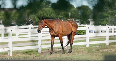 horses