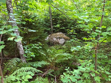 Ferns_Erratic