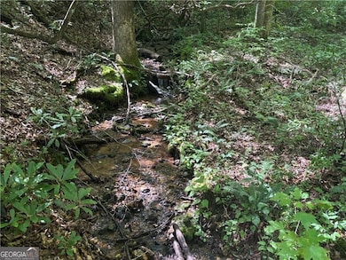 View of local wilderness