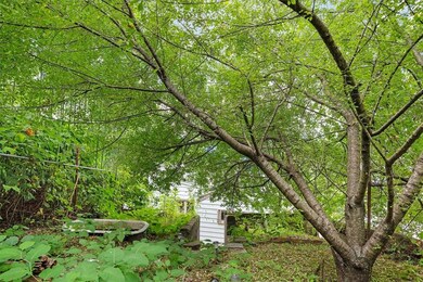 Woodsy back yard