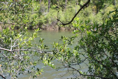 4.35 AC-DD Pine Ln, Crestview, FL 32536 - photo 3